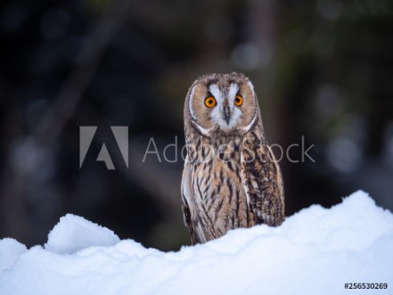 Afbeeldingen van Long-eared owl Asio otus sitting on snow Beautiful owl with orange eyes in snowy forest Long eared owl portrait 